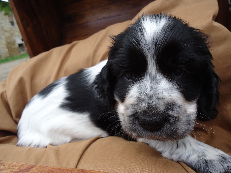 chiot Cocker Spaniel Anglais de la ferme de Meytawa