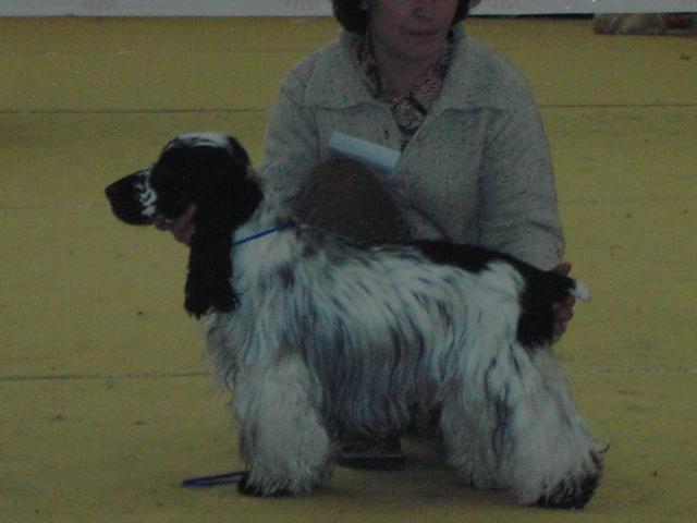 Vagabond de la ferme de Meytawa